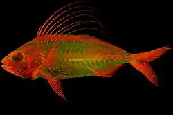 Red alizarin stained juvenile Roosterfish (Nematistius pectoralis) lit by fluorescent light.[24]