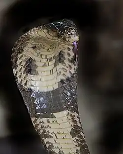 A monocled cobra looking right
