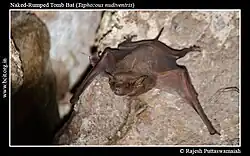 Brown bat