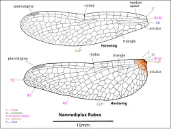 Drawing of Nannodiplax wings