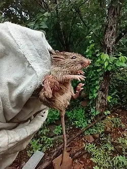 small mouse is held by the scruff of its neck, apparently by a hand covered in canvas cloth