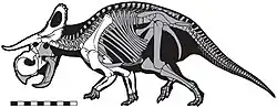 Diagram of a dinosaur skeleton on four legs