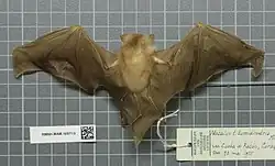 Brown bat