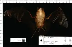 Brown bat