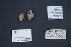 Pilorcula trifilaris specimen with upsidedown vouchers