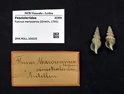 An image of two Fusinus maroccensis shells next to identification cards