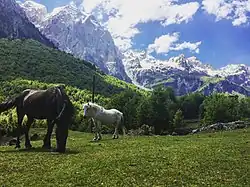 Albanian horses in the park