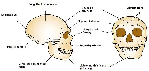 Front and side view diagram of Neanderthal skull reconstruction emphasising large circular orbits, straightened chin, projecting nasal bridge, large brow ridge, receded forehead, long topped braincase, occipital bun, fossa, and a large gap behind the third molar