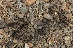 Four-day-old Huamantlan rattlesnake