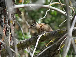 Brown chipmunk