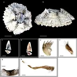 Nesochthamalus intertextus