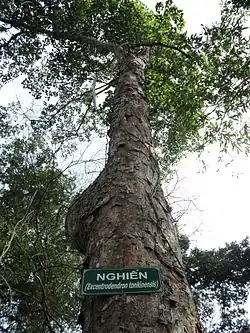 A photo of an Excentrodendron tonkinense with a large canopy