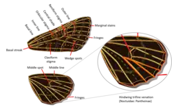Noctuidae wings venation