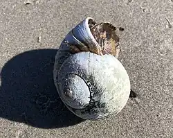 The shell and foot of a northern moon snail.