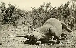 Black and white historical photograph of a deceased female northern white rhino lying on its side, having been shot in the early 20th century, illustrating the long history of threats.