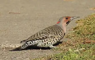 C. a. luteus male, in Minnesota