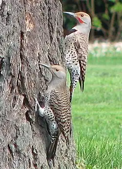 C. a. cafer female (left) and male (right), in Washington