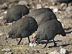 Helmeted guinea fowl in Namibia