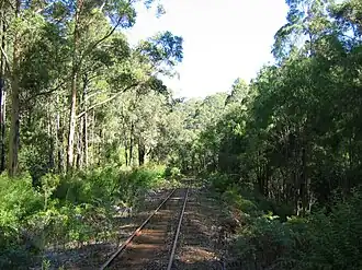 Photo of slightly overgrown railway line through karri forests south of Pemberton