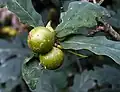 Marble galls of gall wasp, Andricus kollari