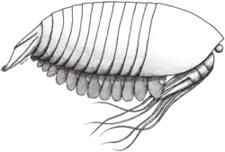 Life restoration of Oestokerkus