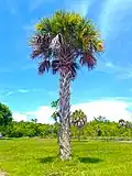 Sabal palm growing in the park