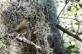 Olive sparrow, Santa Ana NWR