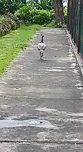University is home to many peacocks