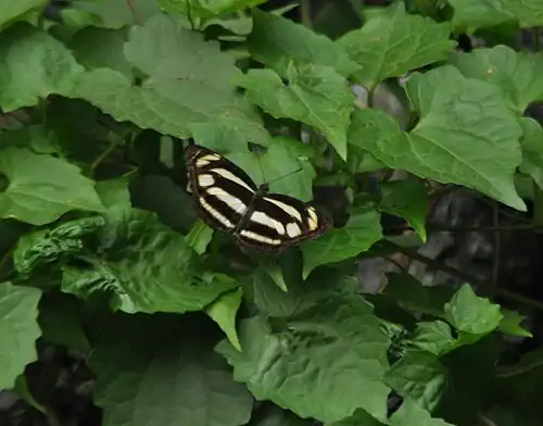 Dorsal view