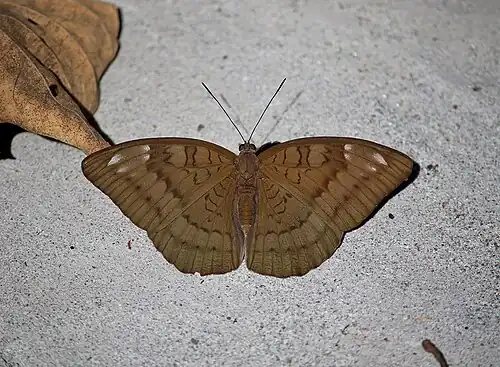 Dorsal view (female)
