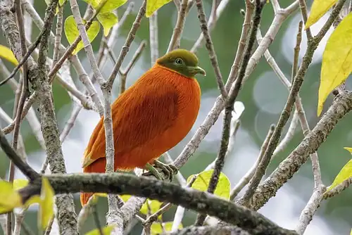 Orange dove (Ptilinopus victor) male Taveuni.jpg