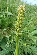 Frog orchid towards the Spitzkoepfe [fr].