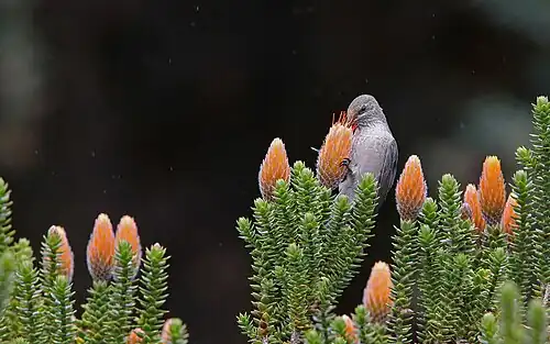 Female O. chimborazo feeding on C. jussieui