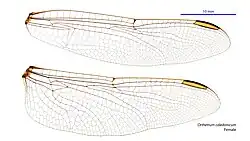 Photo of female wings