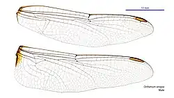 Male wings