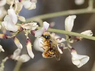 Flowers with pollinating bee, Osmia gracilicornis