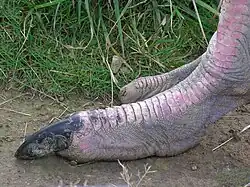 Feet are frequently missing the nail on the outer toe.