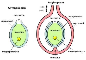 Plant ovules (megagametophytes): gymnosperm ovule on left, angiosperm ovule (inside ovary) on right