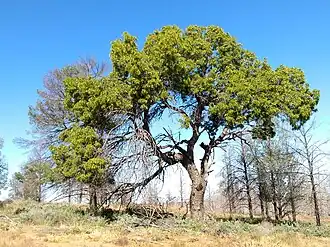 Mature Owenia acidula tree