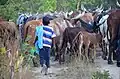 A young herdsman learns his trade