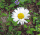 Leucanthemum vulgare, oxeye daisy, Potawatomi State Park