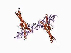 1am9: HUMAN SREBP-1A BOUND TO LDL RECEPTOR PROMOTER