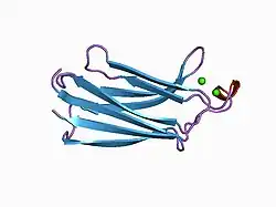 1bci: C2 DOMAIN OF CYTOSOLIC PHOSPHOLIPASE A2, NMR, MINIMIZED AVERAGE STRUCTURE