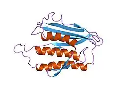 1duj: SOLUTION STRUCTURE OF THE SPINDLE ASSEMBLY CHECKPOINT PROTEIN HUMAN MAD2