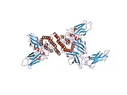1fg9: 3:1 COMPLEX OF INTERFERON-GAMMA RECEPTOR WITH INTERFERON-GAMMA DIMER