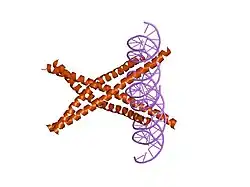 1fos: TWO HUMAN C-FOS:C-JUN:DNA COMPLEXES
