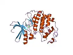 1h0v: HUMAN CYCLIN DEPENDENT PROTEIN KINASE 2 IN COMPLEX WITH THE INHIBITOR 2-AMINO-6-[(R)-PYRROLIDINO-5'-YL]METHOXYPURINE