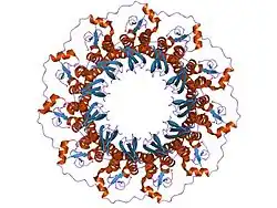 1kn0: Crystal Structure of the human Rad52 protein