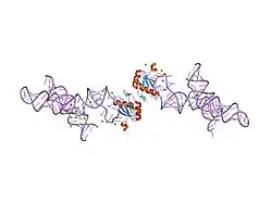 1m5v: Transition State Stabilization by a Catalytic RNA