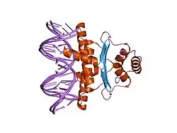 1n6j: Structural basis of sequence-specific recruitment of histone deacetylases by Myocyte Enhancer Factor-2